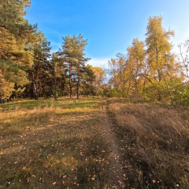 Günbatımında sonbahar ormanı. Sonbahar ormanında yürü. Güzel bir akşam doğal manzarası. Ormanda akşam yürüyüşü. İnsan doğada yürür. Ormanda dinlen. Yol ve düşen yapraklar. Sonbaharın başı.