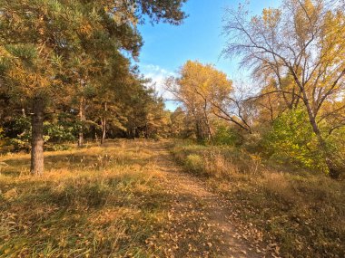 Günbatımında sonbahar ormanı. Sonbahar ormanında yürü. Güzel bir akşam doğal manzarası. Ormanda akşam yürüyüşü. İnsan doğada yürür. Ormanda dinlen. Yol ve düşen yapraklar. Sonbaharın başı.