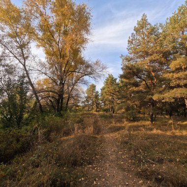 Günbatımında sonbahar ormanı. Sonbahar ormanında yürü. Güzel bir akşam doğal manzarası. Ormanda akşam yürüyüşü. İnsan doğada yürür. Ormanda dinlen. Yol ve düşen yapraklar. Sonbaharın başı.