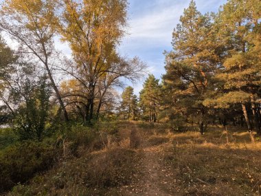 Günbatımında sonbahar ormanı. Sonbahar ormanında yürü. Güzel bir akşam doğal manzarası. Ormanda akşam yürüyüşü. İnsan doğada yürür. Ormanda dinlen. Yol ve düşen yapraklar. Sonbaharın başı.