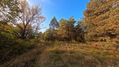 Günbatımında sonbahar ormanı. Sonbahar ormanında yürü. Güzel bir akşam doğal manzarası. Ormanda akşam yürüyüşü. İnsan doğada yürür. Ormanda dinlen. Yol ve düşen yapraklar. Sonbaharın başı.