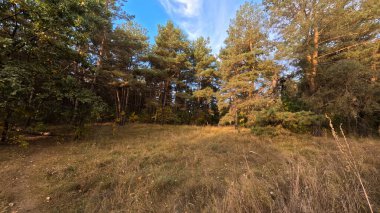 Günbatımında sonbahar ormanı. Sonbahar ormanında yürü. Güzel bir akşam doğal manzarası. Ormanda akşam yürüyüşü. İnsan doğada yürür. Ormanda dinlen. Yol ve düşen yapraklar. Sonbaharın başı.