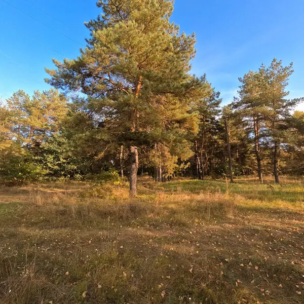 Günbatımında sonbahar ormanı. Sonbahar ormanında yürü. Güzel bir akşam doğal manzarası. Ormanda akşam yürüyüşü. İnsan doğada yürür. Ormanda dinlen. Yol ve düşen yapraklar. Sonbaharın başı.