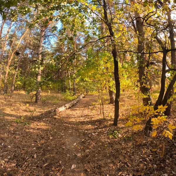 Осенний Лес Закате Прогулка Осеннему Лесу Красивый Вечерний Природный Пейзаж — стоковое фото