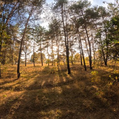 Günbatımında sonbahar ormanı. Sonbahar ormanında yürü. Güzel bir akşam doğal manzarası. Ormanda akşam yürüyüşü. İnsan doğada yürür. Ormanda dinlen. Yol ve düşen yapraklar. Sonbaharın başı.