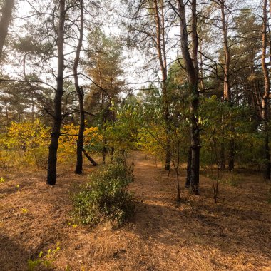 Günbatımında sonbahar ormanı. Sonbahar ormanında yürü. Güzel bir akşam doğal manzarası. Ormanda akşam yürüyüşü. İnsan doğada yürür. Ormanda dinlen. Yol ve düşen yapraklar. Sonbaharın başı.