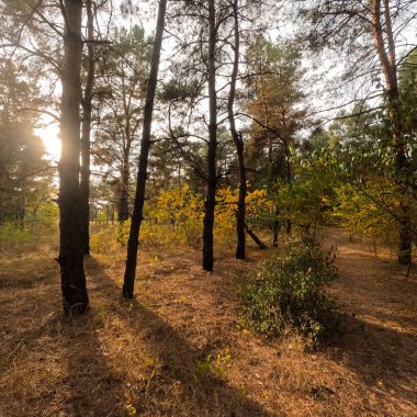 Günbatımında sonbahar ormanı. Sonbahar ormanında yürü. Güzel bir akşam doğal manzarası. Ormanda akşam yürüyüşü. İnsan doğada yürür. Ormanda dinlen. Yol ve düşen yapraklar. Sonbaharın başı.