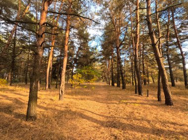 Günbatımında sonbahar ormanı. Sonbahar ormanında yürü. Güzel bir akşam doğal manzarası. Ormanda akşam yürüyüşü. İnsan doğada yürür. Ormanda dinlen. Yol ve düşen yapraklar. Sonbaharın başı.