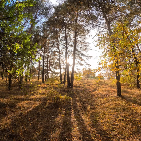 Осенний Лес Закате Прогулка Осеннему Лесу Красивый Вечерний Природный Пейзаж — стоковое фото