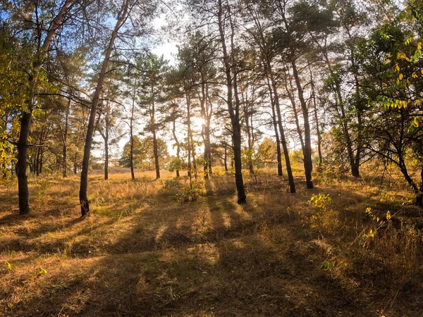 Herfstbos Bij Zonsondergang Wandelen Door Het Herfstbos Mooie Avond Natuurlijk — Stockfoto