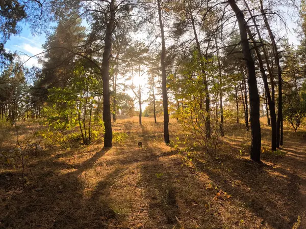 Jesienny Las Zachodzie Słońca Spacer Jesiennym Lesie Piękny Wieczorny Krajobraz — Zdjęcie stockowe