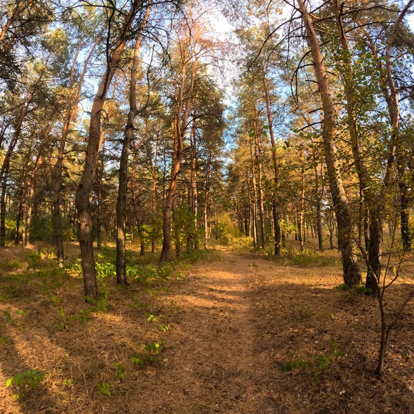Bosque Otoño Atardecer Caminar Por Bosque Otoño Hermoso Paisaje Natural — Foto de Stock
