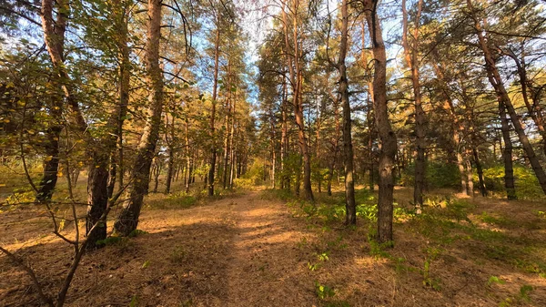 Őszi Erdő Naplementekor Séta Őszi Erdőben Gyönyörű Esti Természeti Táj — Stock Fotó