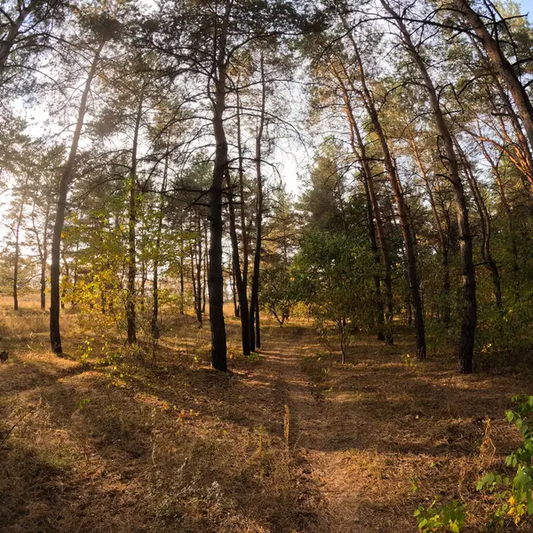 Podzimní Les Při Západu Slunce Procházka Podzimním Lesem Krásná Večerní — Stock fotografie