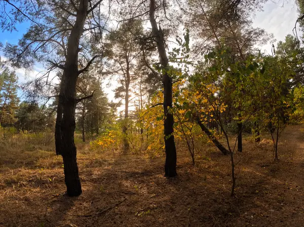 Herbstwald Bei Sonnenuntergang Spaziergang Durch Den Herbstwald Schöne Abendliche Naturlandschaft — Stockfoto