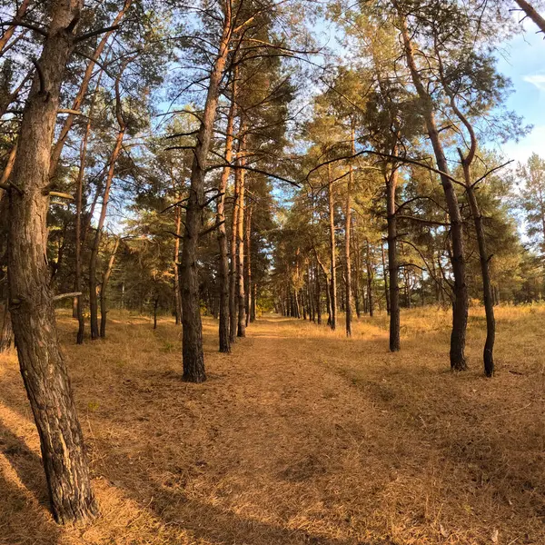 Hutan Musim Gugur Saat Matahari Terbenam Berjalan Melalui Hutan Musim — Stok Foto