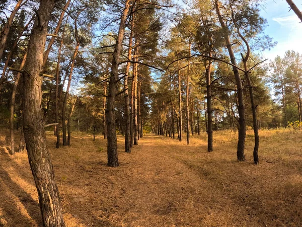 Bosque Otoño Atardecer Caminar Por Bosque Otoño Hermoso Paisaje Natural — Foto de Stock