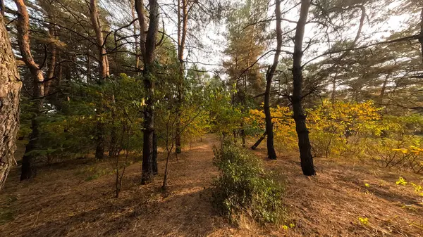 Høstskog Ved Solnedgang Gjennom Høstskogen Vakkert Kvelden Naturlig Landskap Kveldstur – stockfoto