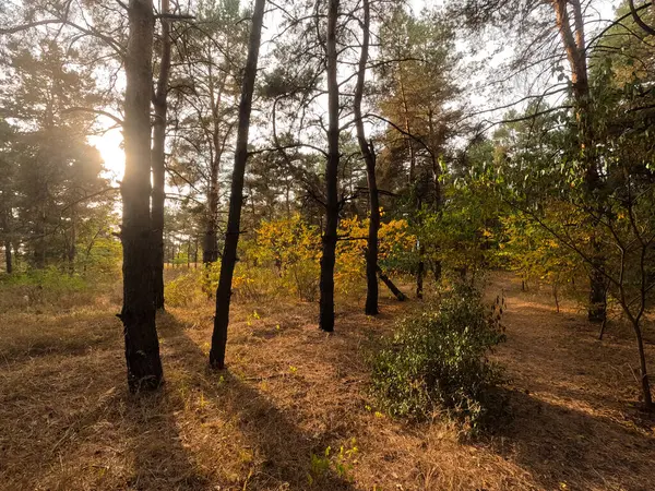 Günbatımında sonbahar ormanı. Sonbahar ormanında yürü. Güzel bir akşam doğal manzarası. Ormanda akşam yürüyüşü. İnsan doğada yürür. Ormanda dinlen. Yol ve düşen yapraklar. Sonbaharın başı.