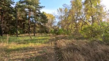 Günbatımında sonbahar ormanı. Sonbahar ormanında yürü. Güzel bir akşam doğal manzarası. Ormanda akşam yürüyüşü. İnsan doğada yürür. Ormanda dinlen. Yol ve düşen yapraklar. Sonbaharın başı.