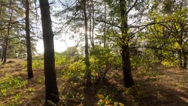 Foresta Autunnale Tramonto Passeggiata Attraverso Foresta Autunnale Bellissimo Paesaggio Naturale — Video Stock