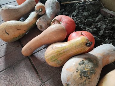 Uzun balkabakları. Kabak hasadı. Hasat festivalinde komik uzun balkabakları. Olgun, sarı, düz balkabağı doğal bir çevrede sebze bahçesinde yatıyor. Sebze bahçesinde büyüyen balkabağı.