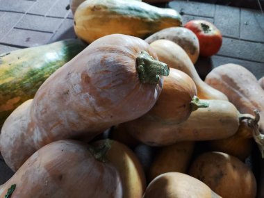 Uzun balkabakları. Kabak hasadı. Hasat festivalinde komik uzun balkabakları. Olgun, sarı, düz balkabağı doğal bir çevrede sebze bahçesinde yatıyor. Sebze bahçesinde büyüyen balkabağı.