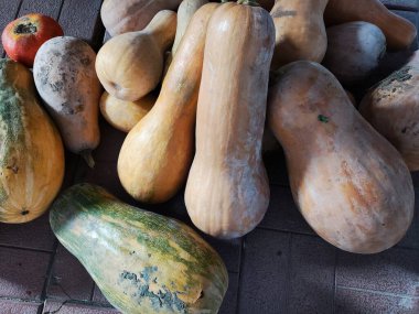 Uzun balkabakları. Kabak hasadı. Hasat festivalinde komik uzun balkabakları. Olgun, sarı, düz balkabağı doğal bir çevrede sebze bahçesinde yatıyor. Sebze bahçesinde büyüyen balkabağı.