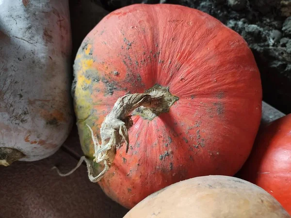 stock image long pumpkins. pumpkin harvest. Funny long pumpkins at the harvest festival. Ripe yellow flat-shaped pumpkin lies on a vegetable garden in a natural environment. Pumpkin growing in vegetable garden.