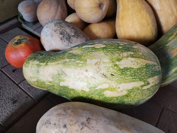 Uzun balkabakları. Kabak hasadı. Hasat festivalinde komik uzun balkabakları. Olgun, sarı, düz balkabağı doğal bir çevrede sebze bahçesinde yatıyor. Sebze bahçesinde büyüyen balkabağı.