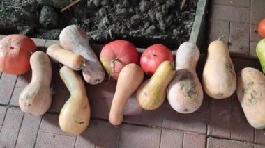 Uzun balkabakları. Kabak hasadı. Hasat festivalinde komik uzun balkabakları. Olgun, sarı, düz balkabağı doğal bir çevrede sebze bahçesinde yatıyor. Sebze bahçesinde büyüyen balkabağı.