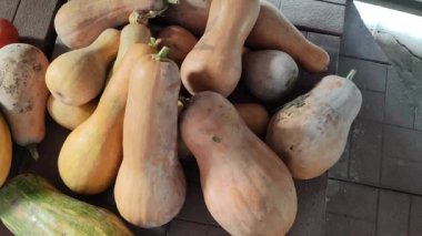 Uzun balkabakları. Kabak hasadı. Hasat festivalinde komik uzun balkabakları. Olgun, sarı, düz balkabağı doğal bir çevrede sebze bahçesinde yatıyor. Sebze bahçesinde büyüyen balkabağı.