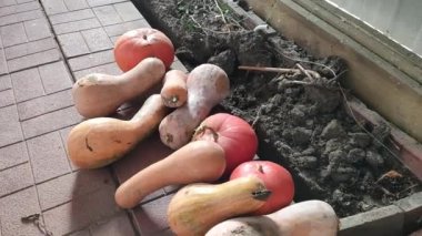 Uzun balkabakları. Kabak hasadı. Hasat festivalinde komik uzun balkabakları. Olgun, sarı, düz balkabağı doğal bir çevrede sebze bahçesinde yatıyor. Sebze bahçesinde büyüyen balkabağı.