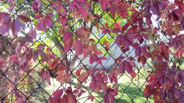 Żelazne Ogrodzenie Dzikie Winogrona Czerwona Jesień Płocie Jasne Czerwone Jesienne — Wideo stockowe
