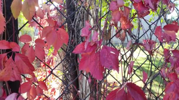 Σιδερένιος Φράχτης Και Άγρια Σταφύλια Κόκκινα Φθινοπωρινά Φύλλα Στο Φράχτη — Αρχείο Βίντεο