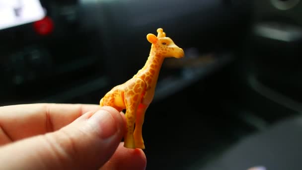 Маленький Игрушечный Жираф Жираф Машине Жираф Руках — стоковое видео