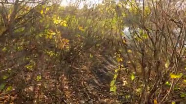 Sonbahar; arka plan; orman; manzara; doğa; park; güzel; ağaç; parlak; sonbahar; yeşillik; mevsim; yapraklar; güzellik; çevre; manzara; güneş ışığı; ağaçlar; yürüyüş; sonbahar; bitki; yürüyüş; renk; altın; turuncu; turuncu;