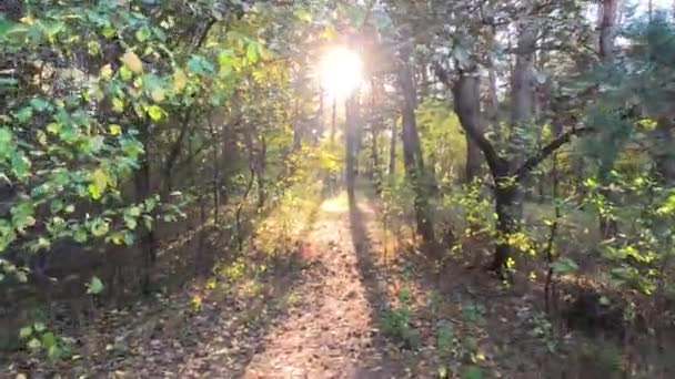 Herfst Achtergrond Bos Landschap Natuur Park Boom Mooi Helder Herfst — Stockvideo