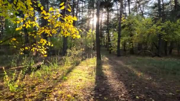 Autunno Sfondo Foresta Paesaggio Natura Parco Albero Bello Luminoso Caduta — Video Stock