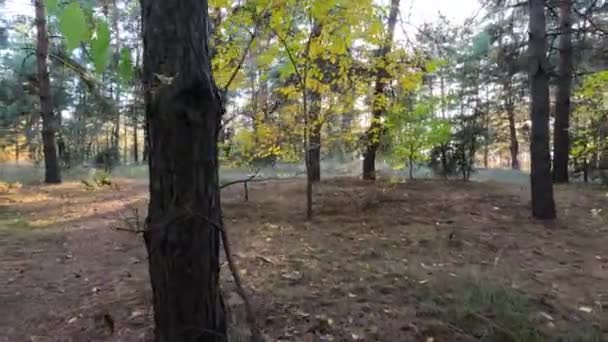 Осень Фон Лес Пейзаж Природа Парк Дерево Красивый Яркий Осень — стоковое видео