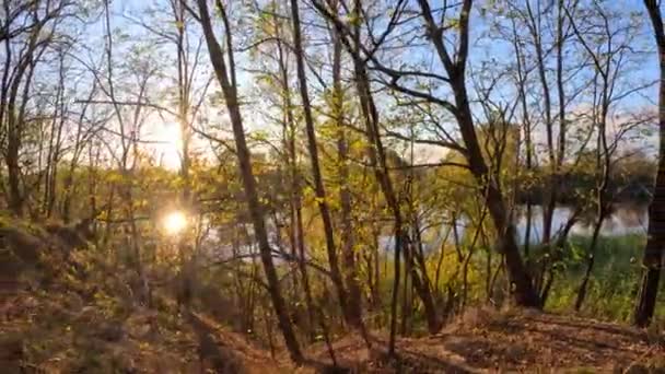 Autunno Sfondo Foresta Paesaggio Natura Parco Albero Bello Luminoso Caduta — Video Stock