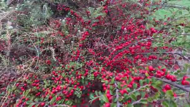 Куст Красных Ягод Осенние Красные Ягоды Красный Декоративный Куст — стоковое видео