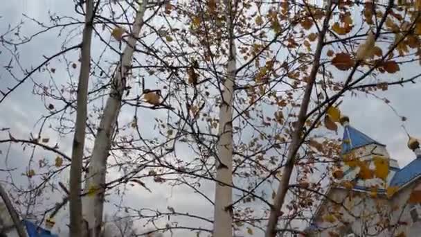 Nyírfa Ősszel Gyönyörű Nyírfaágak Levelek Nyírfaágak Szélben Fehér Fatörzs Őszi — Stock videók