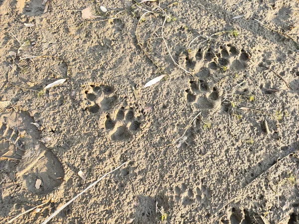 footprints in the sand. animal paw prints. wolf tracks. sole imprint in the sand