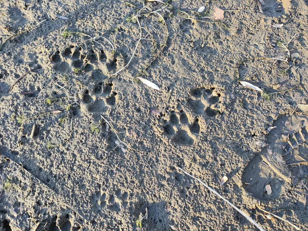 footprints in the sand. animal paw prints. wolf tracks. sole imprint in the sand