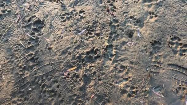 Следы Песке Следы Лап Животных Волчьи Следы Единственный Отпечаток Песке — стоковое видео