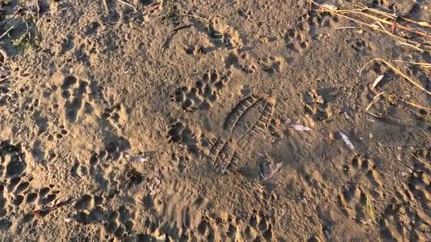 在沙滩上留下脚印 动物的爪子印 狼的踪迹沙中唯一的印记 — 图库视频影像
