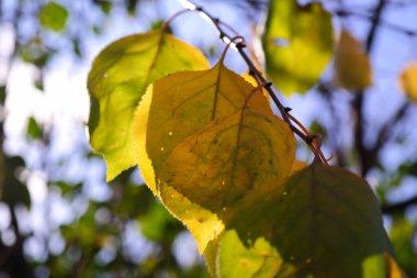Geçen sonbahar ağaçta yapraklar vardı. Sarı yapraklar rüzgarda savruluyor. Sonbaharda ağaç dalları.