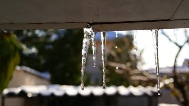 Eriyen Buz Sarkıtlarından Su Düşüren. Yaklaşan bahar ayları, Mart ayındaki berrak buzlar. Bahar Isı Eriyen Buz Sarkıtları. Kış Sonu Isınma Havası. Erken Bahar Mevsimi Ilık Günü. Buz saçaklarında Erimiş Su Damlası 