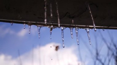 Eriyen Buz Sarkıtlarından Su Düşüren. Yaklaşan bahar ayları, Mart ayındaki berrak buzlar. Bahar Isı Eriyen Buz Sarkıtları. Kış Sonu Isınma Havası. Erken Bahar Mevsimi Ilık Günü. Buz saçaklarında Erimiş Su Damlası 